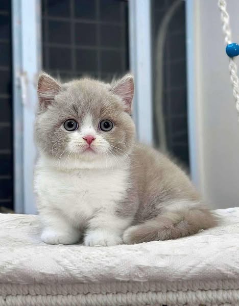 Munchkin