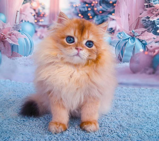 British Longhair