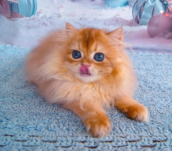 British Longhair