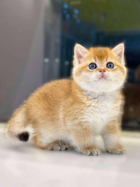 British Shorthair