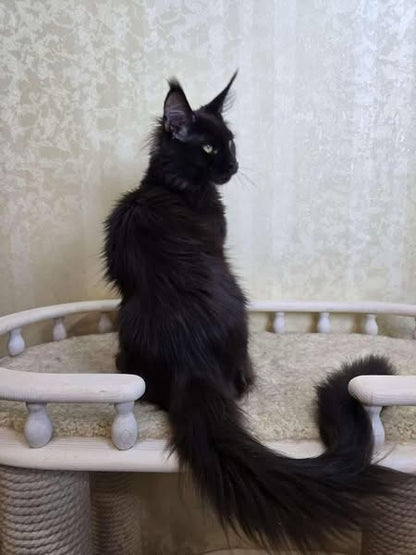 Maine Coon