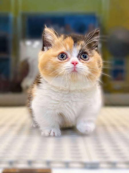 Munchkin