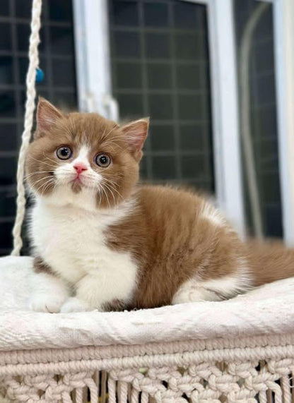 Munchkin