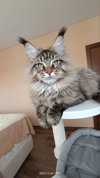 Maine Coon