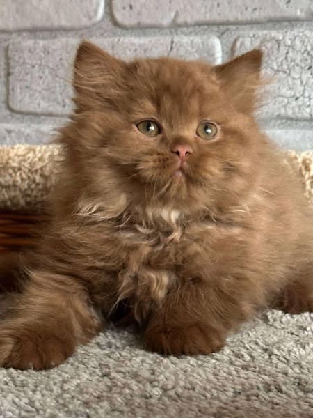 British Longhair
