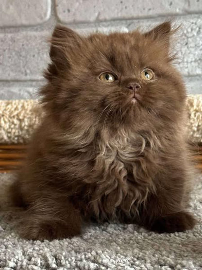 British Longhair