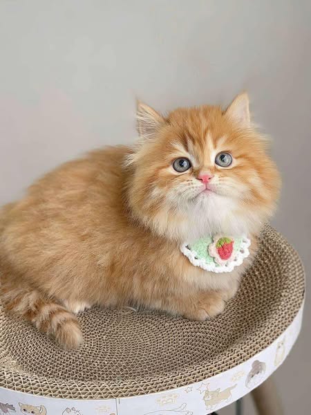 British Longhair
