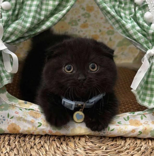 Munchkin Fold