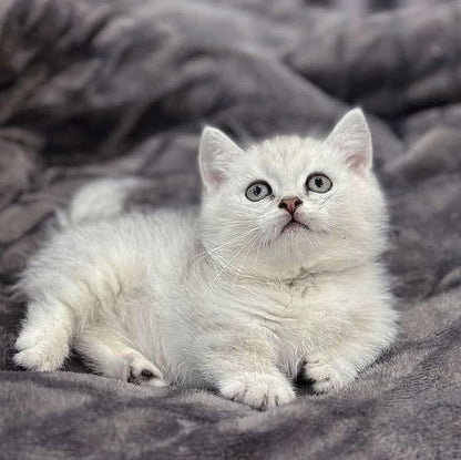 British Shorthair