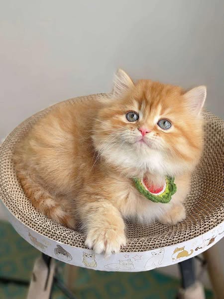 British Longhair
