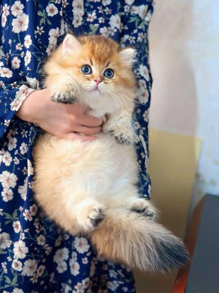 Munchkin Longhair