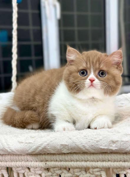 Munchkin