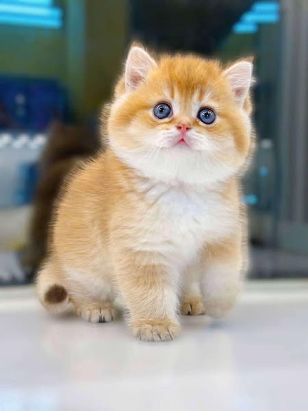 British Shorthair