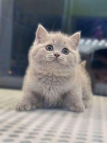 British Shorthair