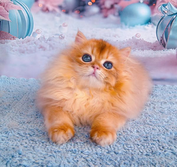 British Longhair