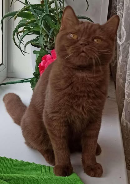 British Shorthair