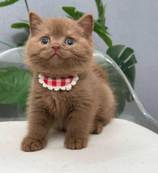 British Shorthair