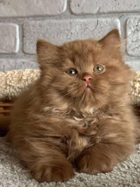 British Longhair