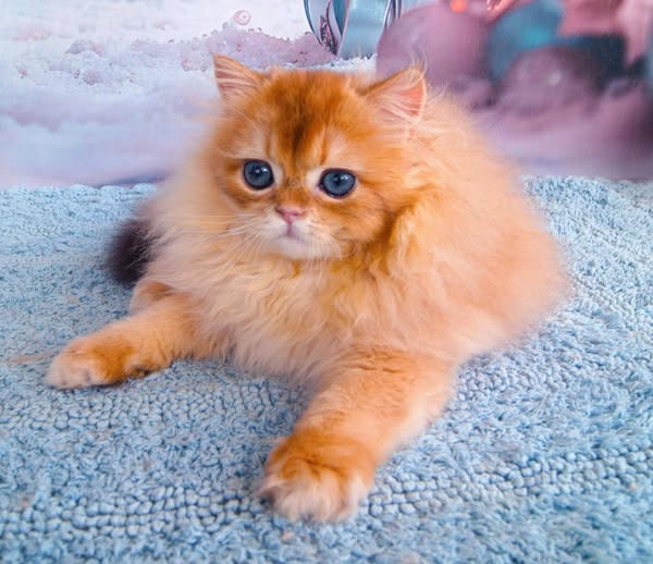 British Longhair