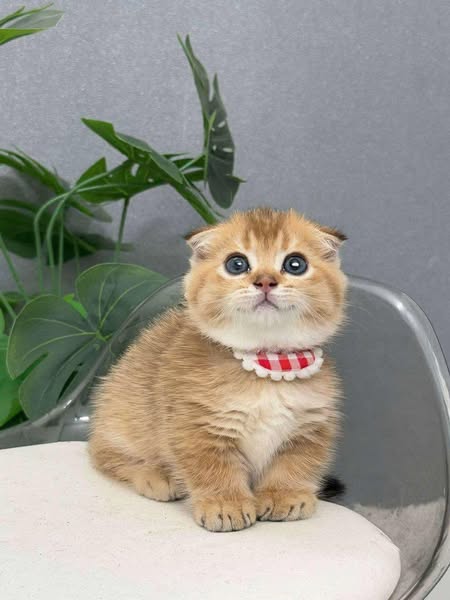 Munchkin Fold