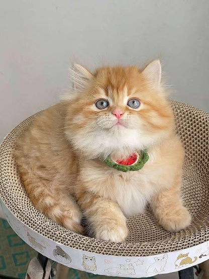 British Longhair
