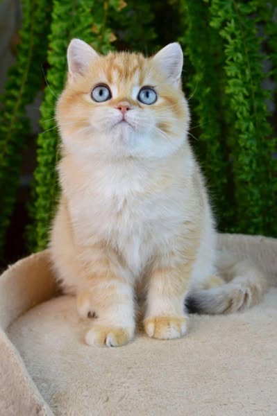 British Shorthair