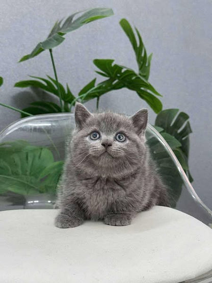 Munchkin