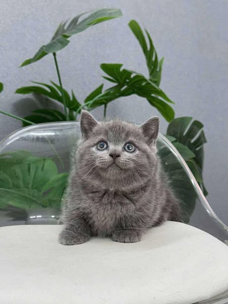 Munchkin