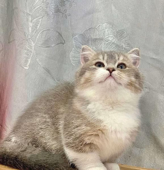 Munchkin