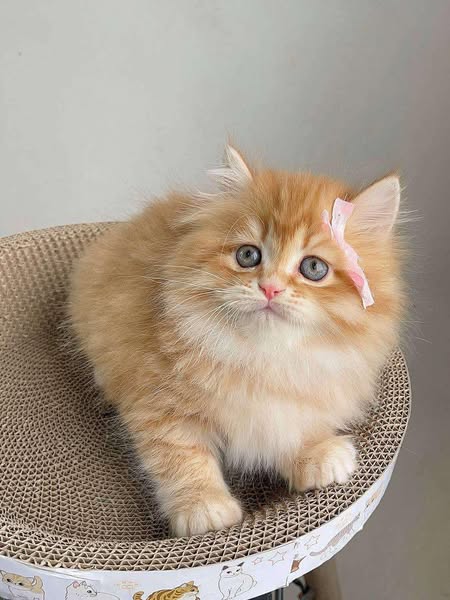British Longhair