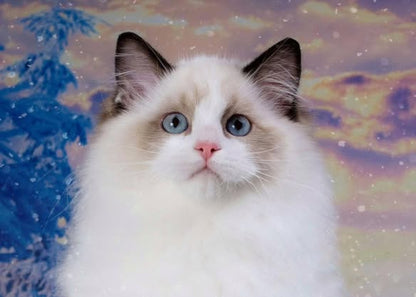 Ragdoll