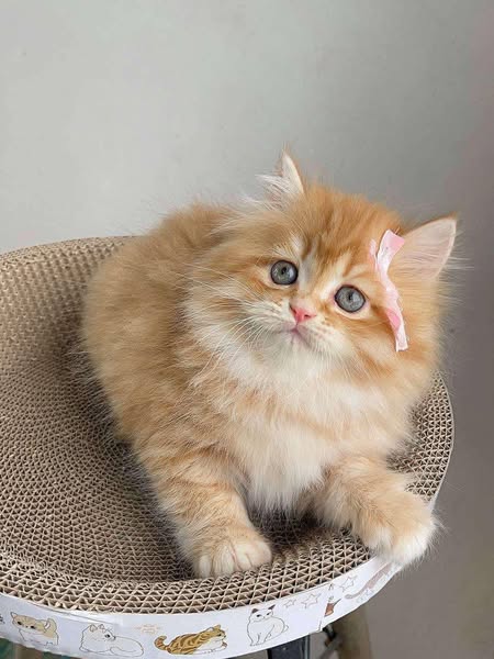 British Longhair