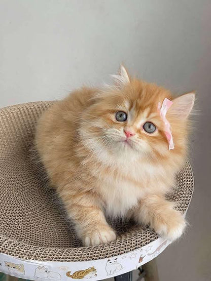 British Longhair