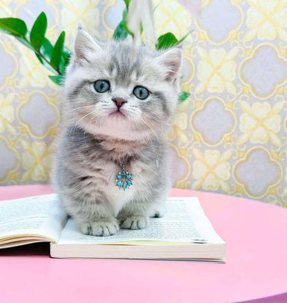 Munchkin