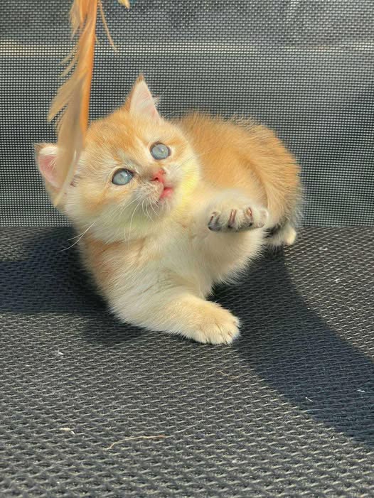 British Shorthair