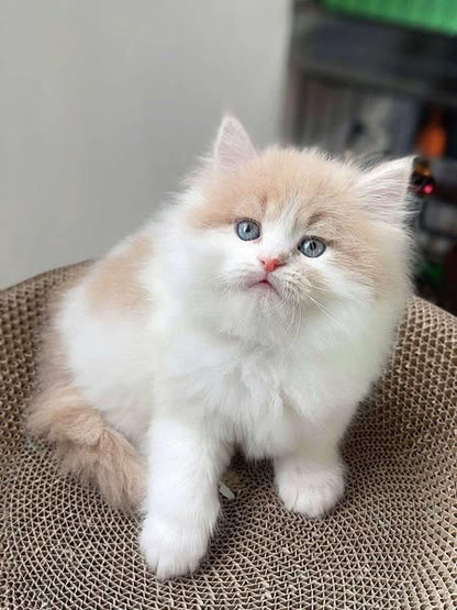 British Longhair