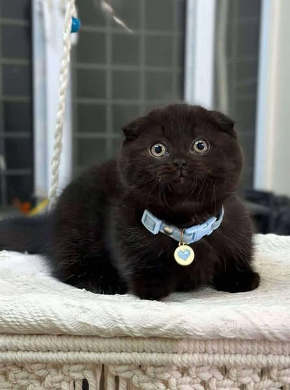 Munchkin Fold