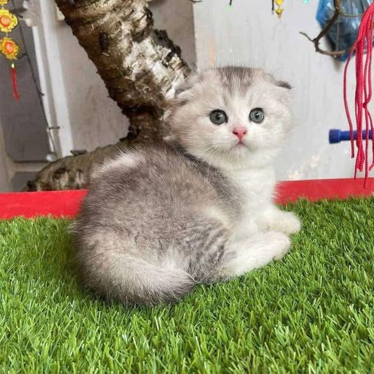 Munchkin Fold