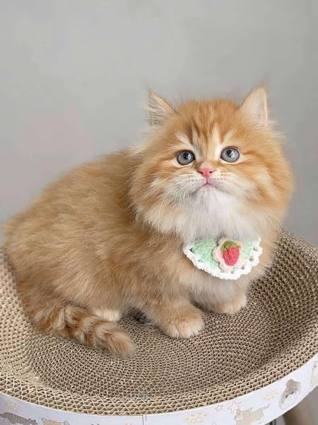 British Longhair