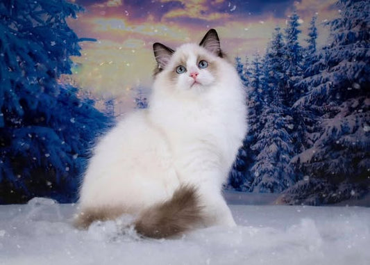 Ragdoll
