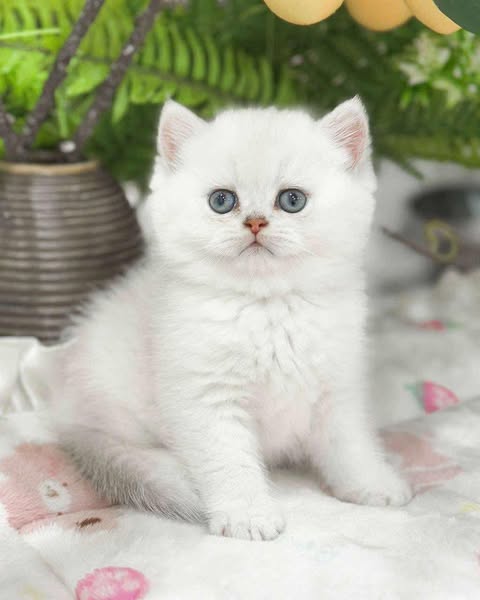 British Shorthair