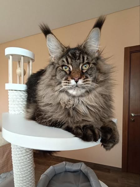 Maine Coon