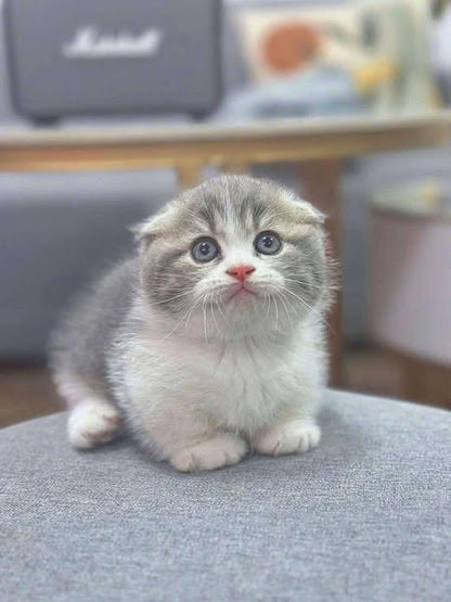 Munchkin Fold