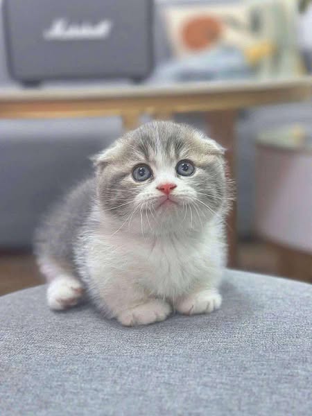 Munchkin Fold