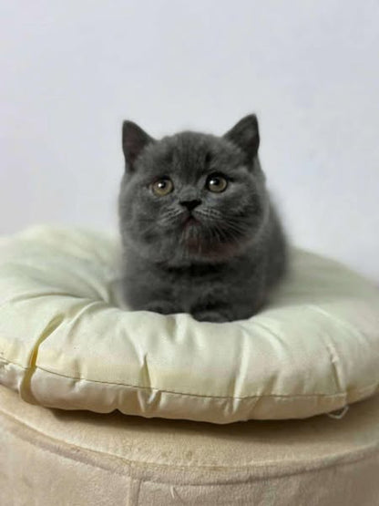 British Shorthair