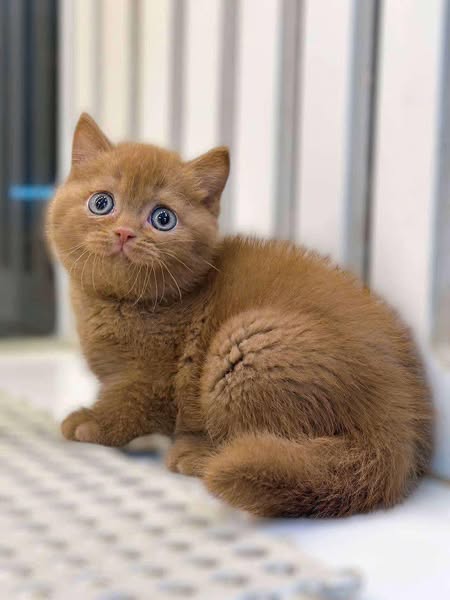 British Shorthair