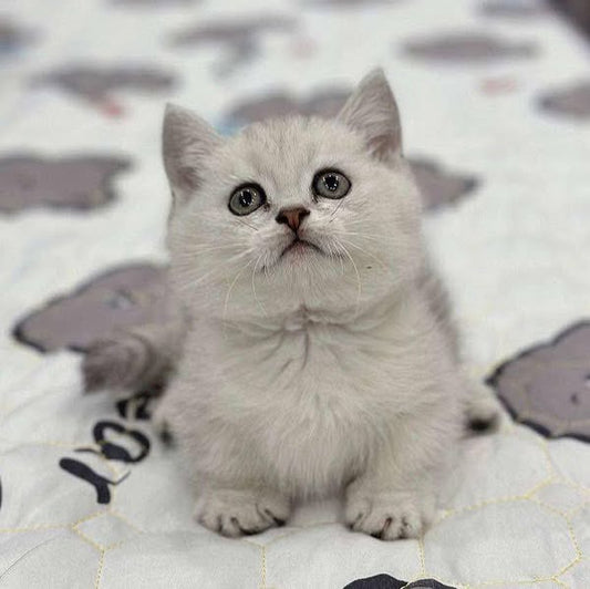 British Shorthair