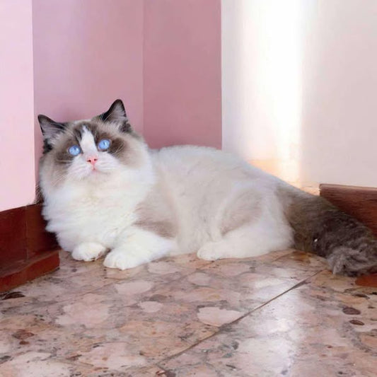 Munchkin Ragdoll