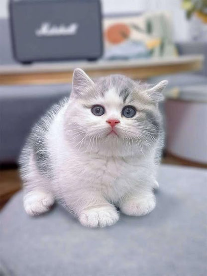 Munchkin