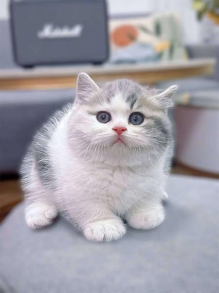 Munchkin